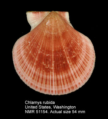 Chlamys rubida (2).jpg - Chlamys rubida(Hinds,1845)